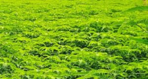 हरी खाद और नील-हरित काई से खेती को मिलेगी नई दिशा