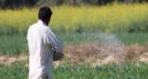 किसानों के खुशखबरी! जरूरत से ज्यादा है उर्वरक का भंडार, सिर्फ 266 रुपये में मिलेगी 4000 वाली यूरिया की बोरी