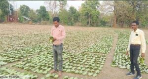 तेन्दूपत्ता संग्रहण की नई पहल से अबुझमाड़ के 22 गांवों को मिला लाभ